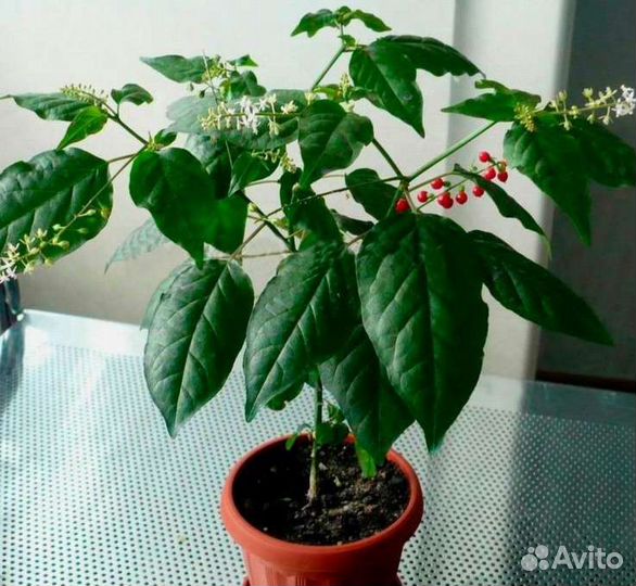 Комнатные цветы, разные в стаканах, продам и обмен