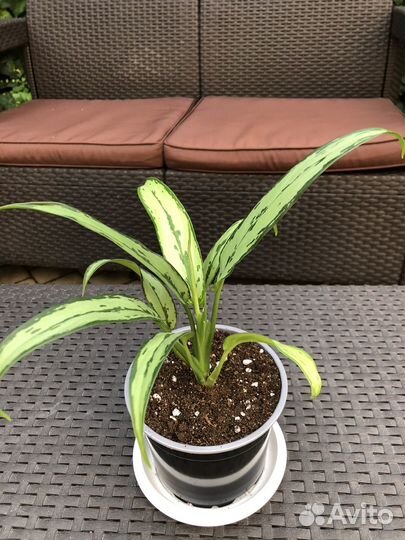 Аглаонема кутлэс