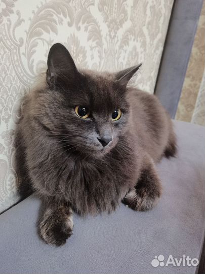 Кошка обычная