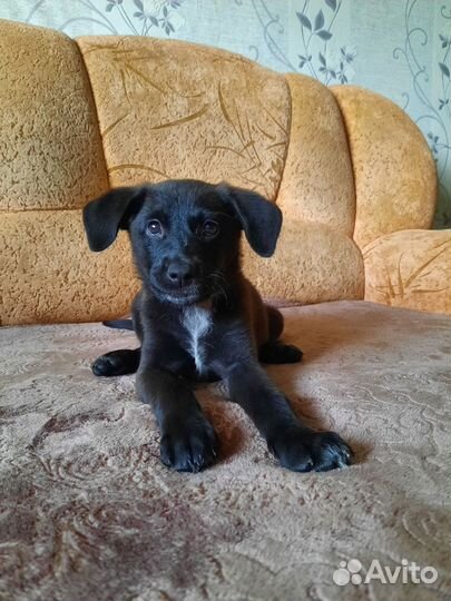 Щенок девочка в дар