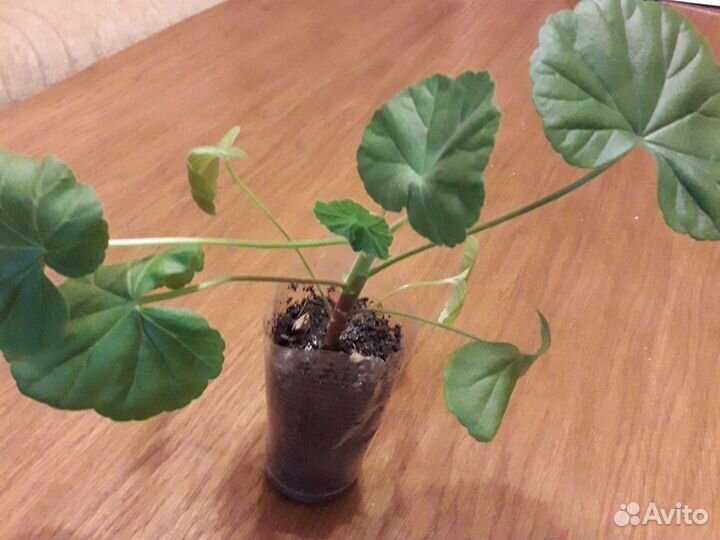 Лаванда,Пеларгония,Очиток,Флокс,Гипсофила