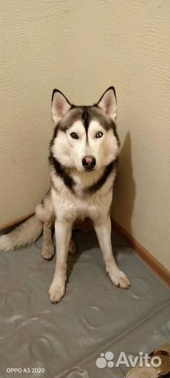 Сибирский хаски