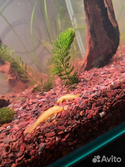 Сомики анцитрусы