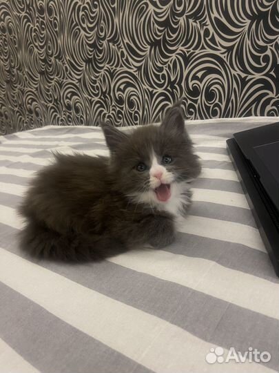 Котята мейкун