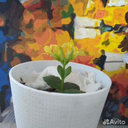 Цветы: Каланхоэ,Алое,Пеларгония,Традескан и другие