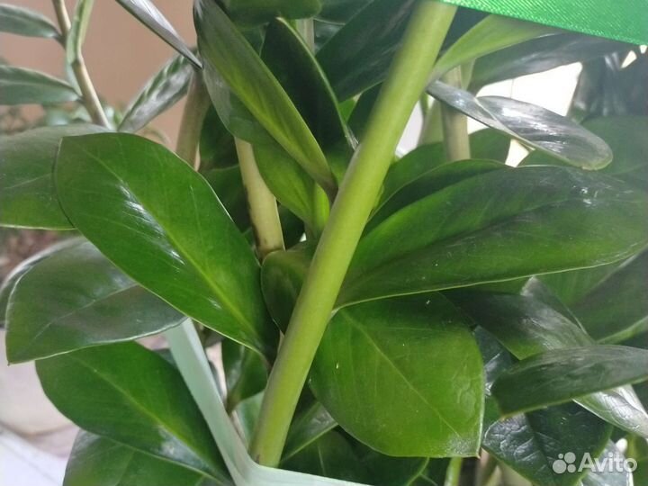 Замиокулькас