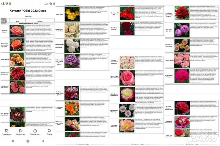 Саженцы сортовых Роз, зкс