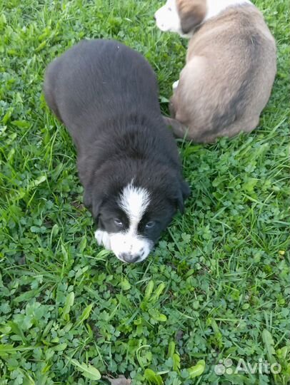 Смесь овчарки и алабая