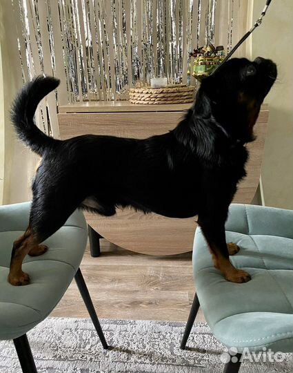 Пти брабансон вязка