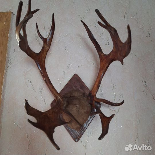 Рога оленя и лося