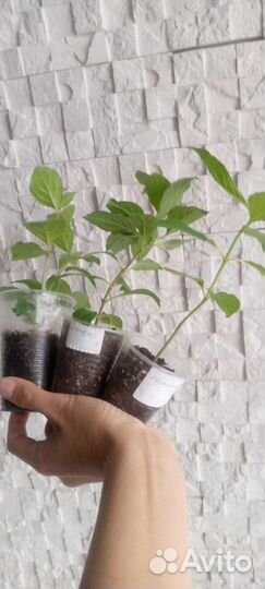 Гортензия метельчатая Скайфолл и др