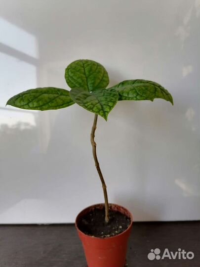 Клеродендрум томпсон