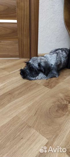 Миттельшнауцер