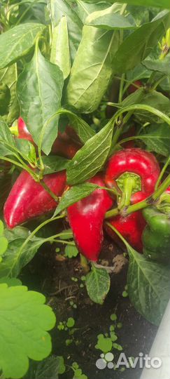 Семена перца