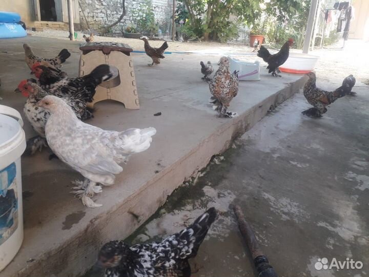 Китайские куры