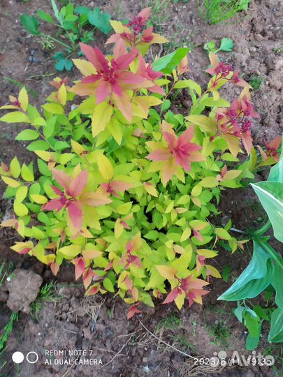 Спиреи, ива свердловская извилистая