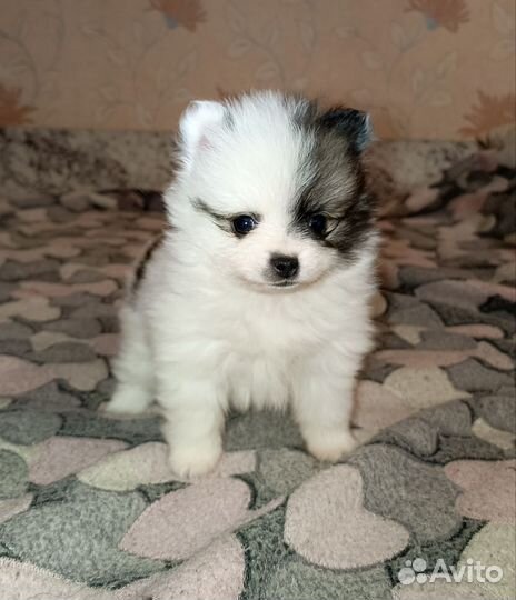 Щенки шпица