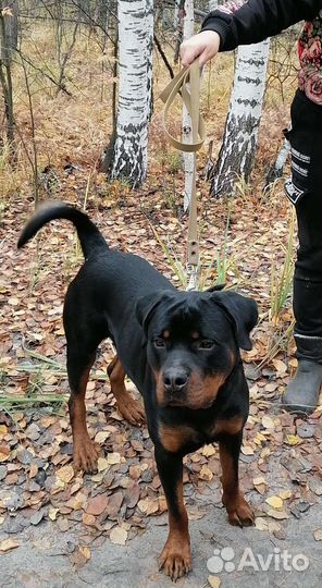 Ротвейлер Вязка