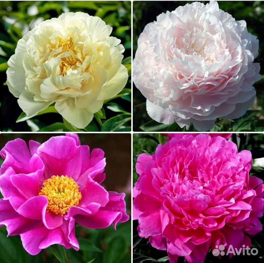 Пионы и садовые растения