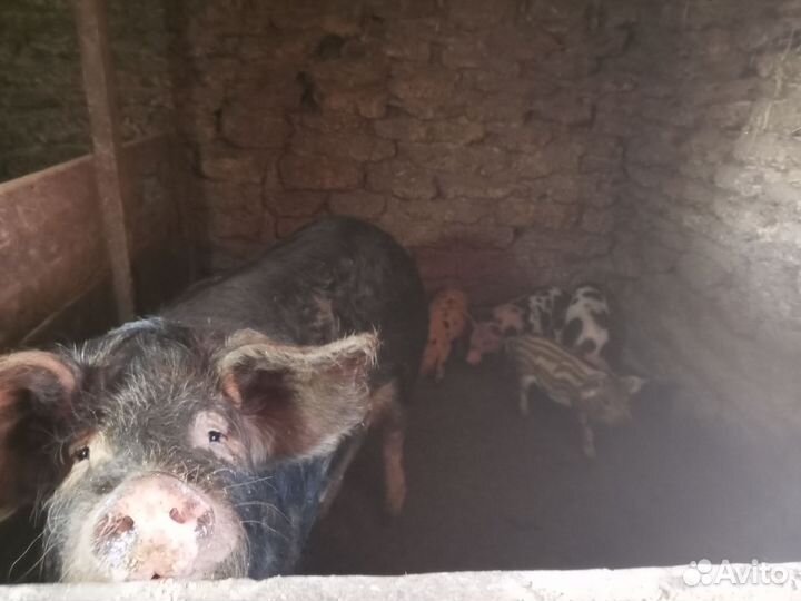 Поросята