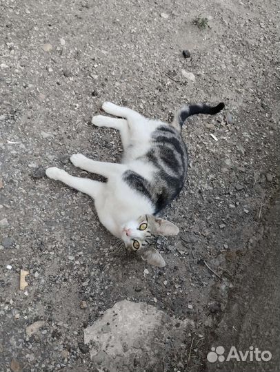 Котятам подросткам нужен дом