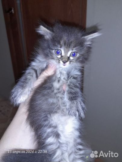 Ангорская кошка