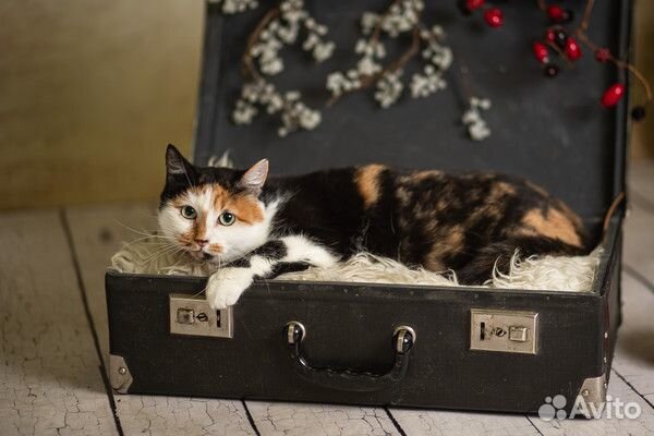 Кошечка Рокси