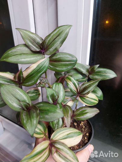 Традисканция