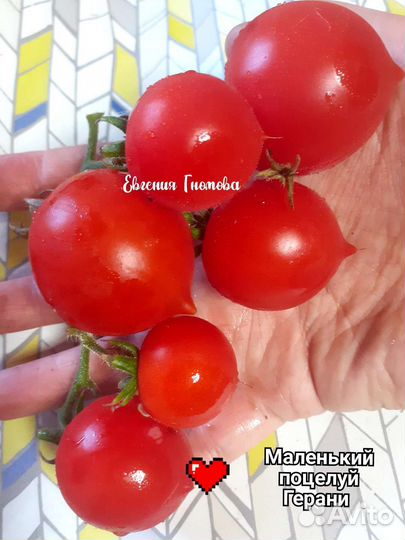 Семена комнатных горшечных томатов 30 сортов