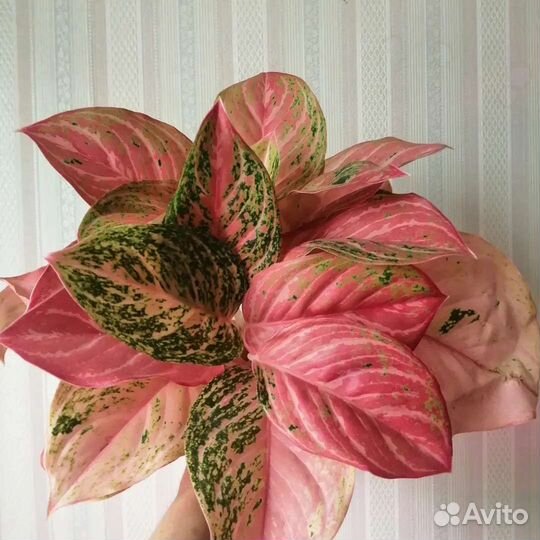 Аглаонема Бидадари