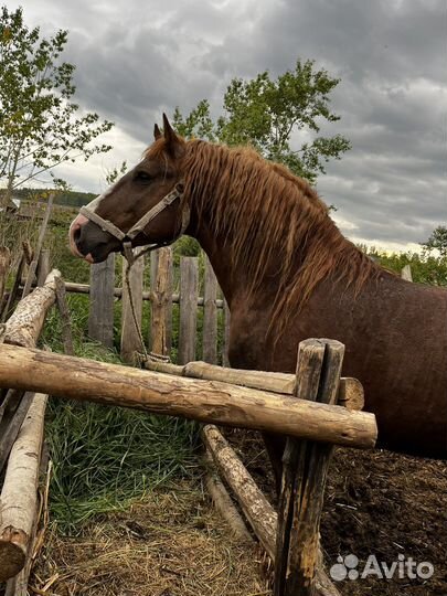Продам жеребца русский тяжеловоз