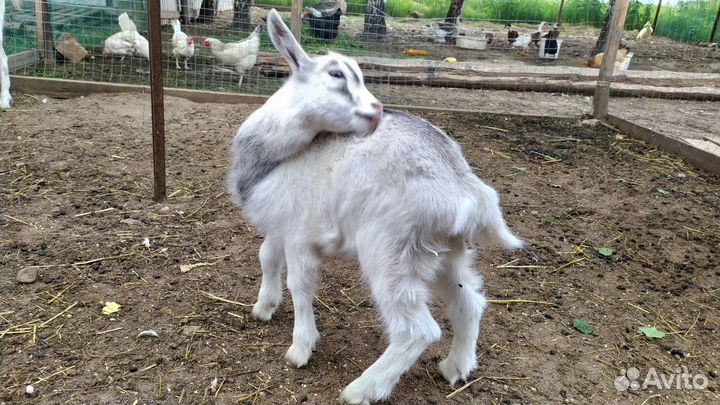 Козочка