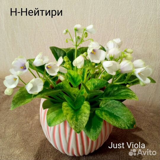 Сортовые фиалки