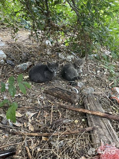 Спасите котят