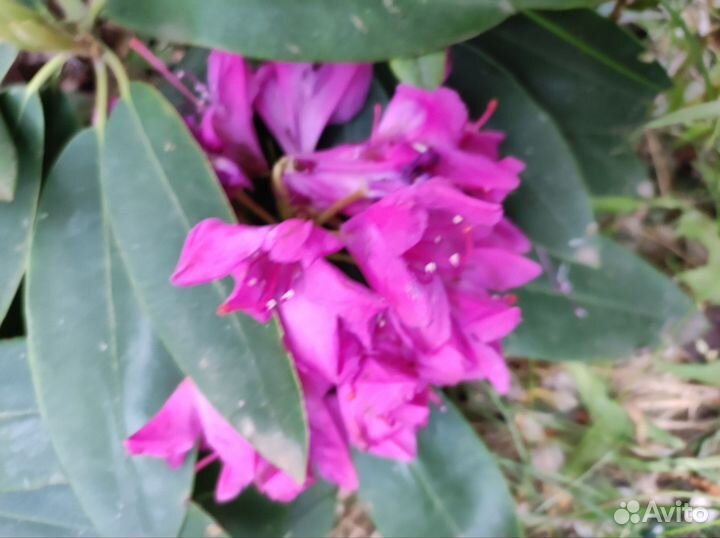 Плодовые деревья и саженцы