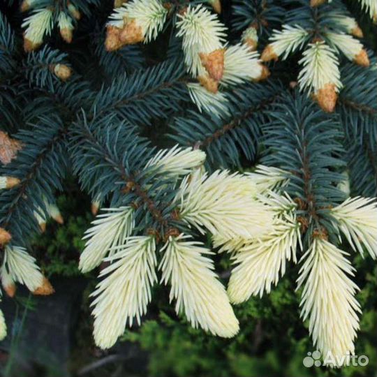 Ель голубая Биалобок