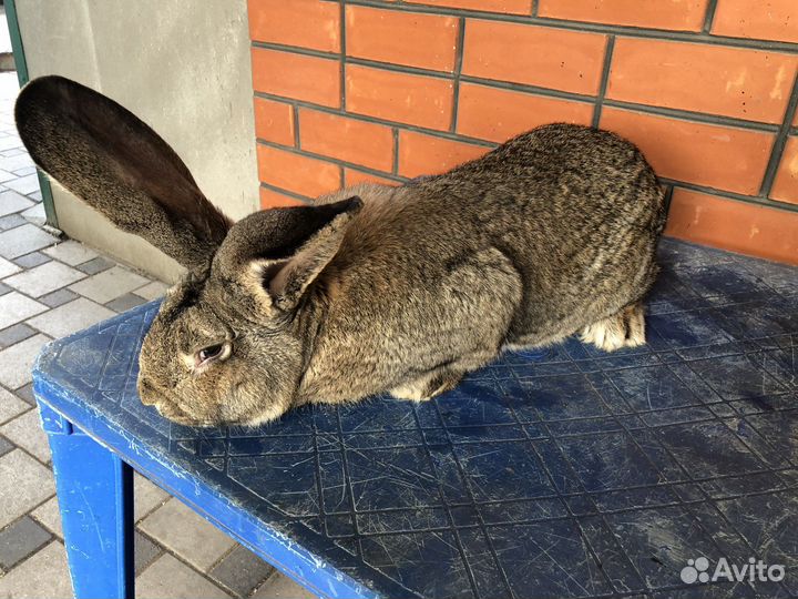 Кролики Серый великан