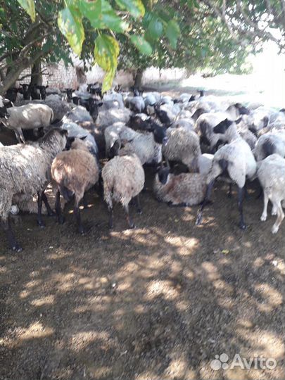 Овцы бараны