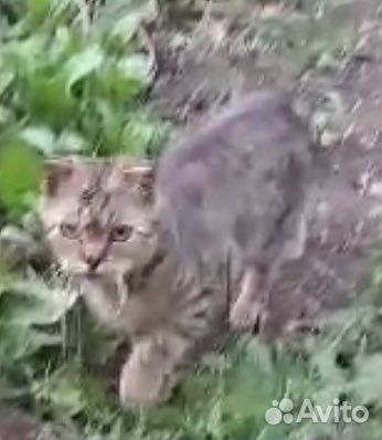 Ищем добрую семью кошечке