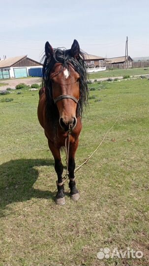 Продам жеребца