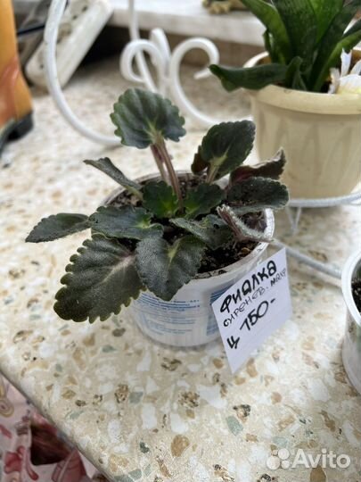 Цветы комнатные