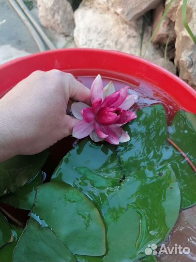 Кувшинки для пруда