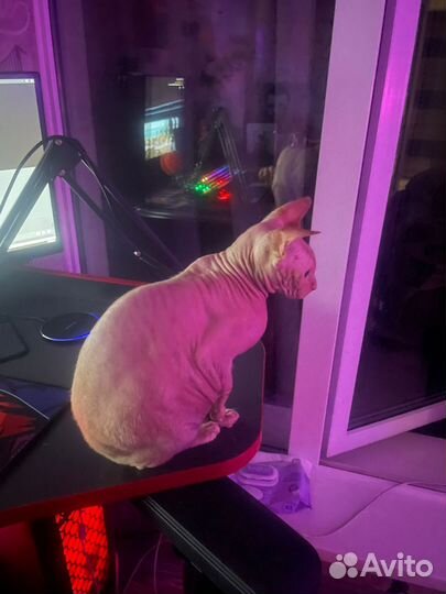 Донской сфинкс