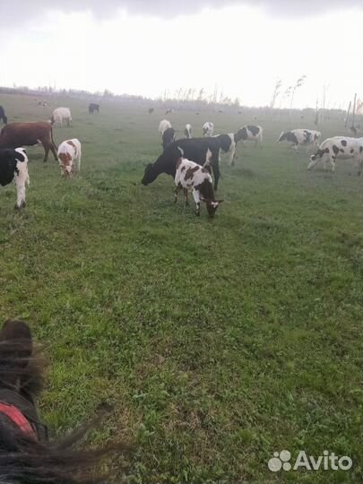 Корова с теленком