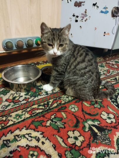 Кошки в добрые руки