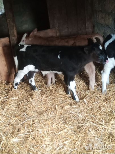 Бычки домашние