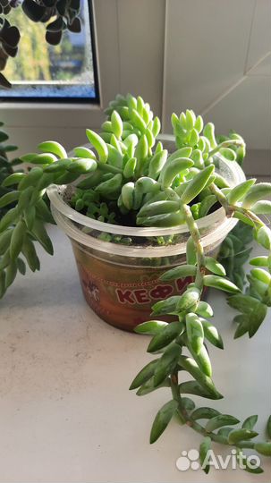 Растения и суккуленты, кактусы