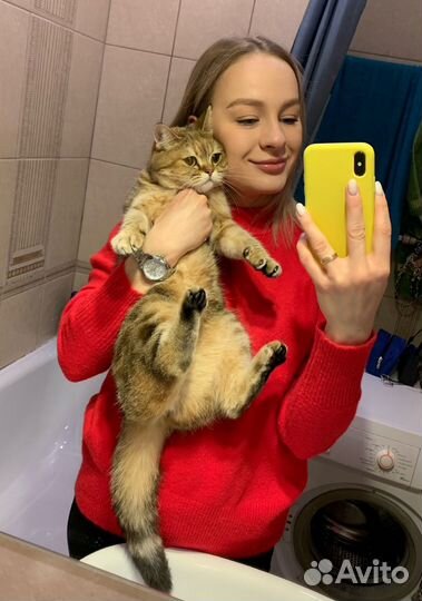 Британская кошка