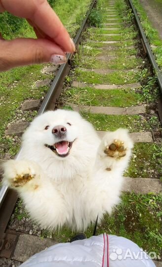 Домашняя Передержка, гостиница для собак