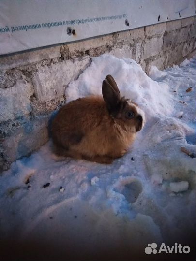Декоративный кроликй